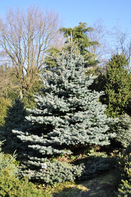 Picea pungens 'Glauca Globosa' - Kleine Blaufichte