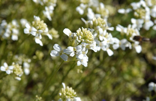 Arabis ferdinandi-coburgii 'Old Gold' - Kleine Garten-Gänsekresse Old Gold