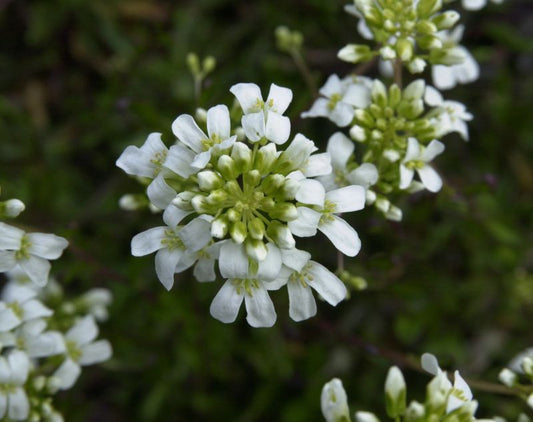 Arabis ferdinandi-coburgii 'Variegata' - Kleine Garten-Gänsekresse Variegata
