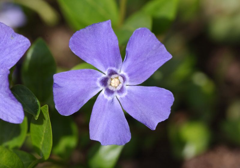 Vinca minor 'Marie' -S- - Kleines Garten-Immergrün Marie -S-