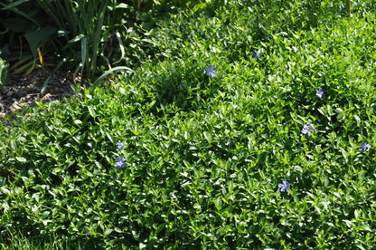 Vinca minor 'Josefine' -S- - Kleines Garten-Immergrün Josefine -S-