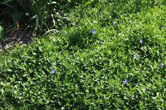 Vinca minor 'Josefine' -S- - Kleines Garten-Immergrün Josefine -S-