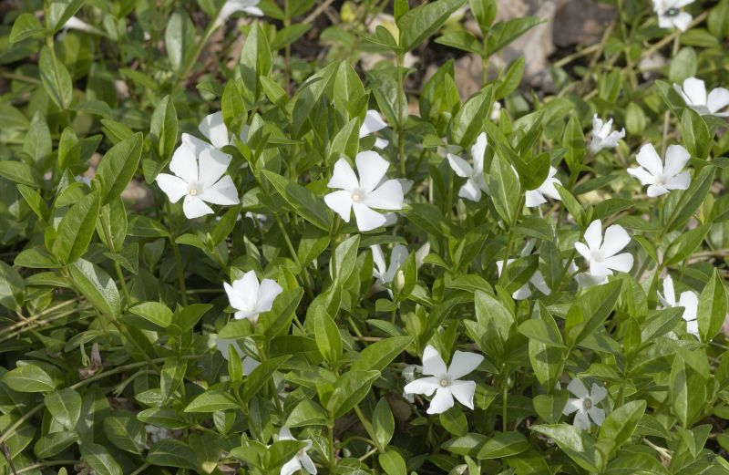 Vinca minor 'Alba' - Kleines Garten-Immergrün Alba
