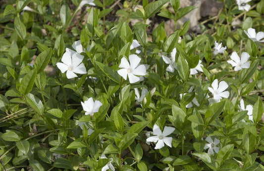 Vinca minor 'Alba' - Kleines Garten-Immergrün Alba