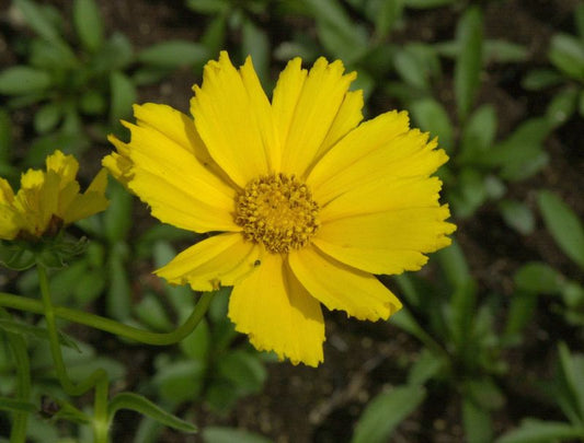 Coreopsis lanceolata 'Sterntaler' - Kleines Garten-Mädchenauge