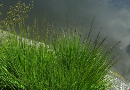 Molinia caerulea 'Moorhexe' - Kleines Garten-Pfeifengras Moorhexe