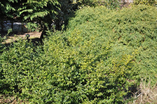 Ilex crenata 'Green Lustre' - Kleinlaubige Japan-Hülse