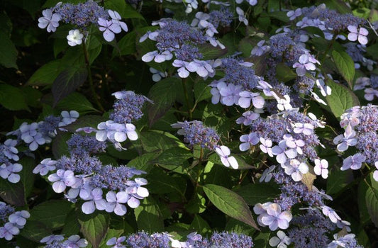 Hydrangea serrata 'Bluebird' - Kleinwüchs.Gartenhortensie 'Bluebird'