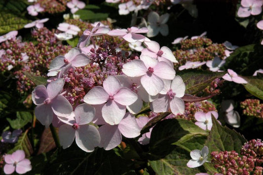 Hydrangea serrata 'Rosalba' - Kleinwüchs.Gartenhortensie 'Rosalba'