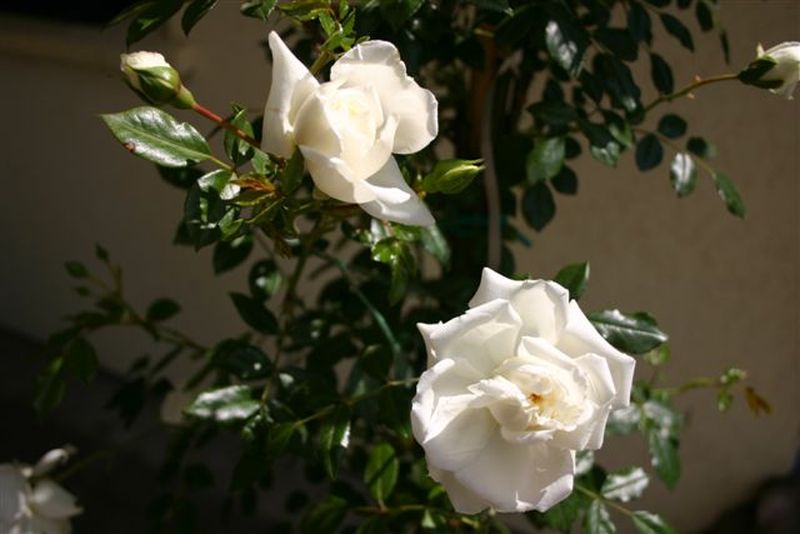 Rosa 'Alberic Barbier' KL - Kletterrose 'Alberic Barbier'