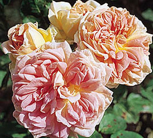 Rosa 'Alchymist' KL - Kletterrose 'Alchymist'