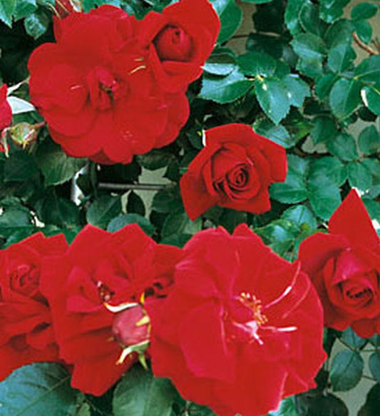Rosa 'Amadeus' ® KL - Kletterrose 'Amadeus' ®