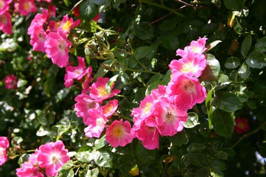 Rosa 'American Pillar' KL - Kletterrose 'American Pillar'
