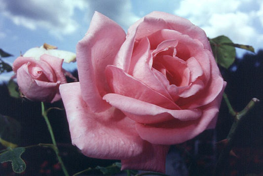 Rosa 'Coral Dawn' ® KL - Kletterrose 'Coral Dawn' ®