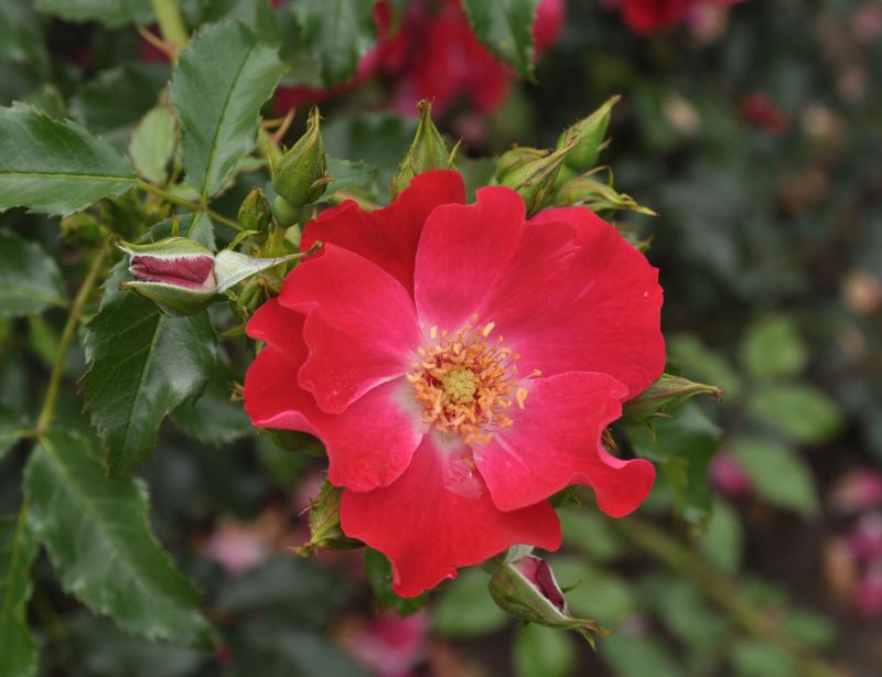 Rosa 'Dortmund' ® KL - Kletterrose 'Dortmund' ®