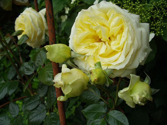 Rosa 'Elfe' ® KL - Kletterrose 'Elfe' ®