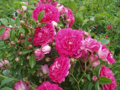 Rosa 'Excelsa' KL - Kletterrose 'Excelsa'