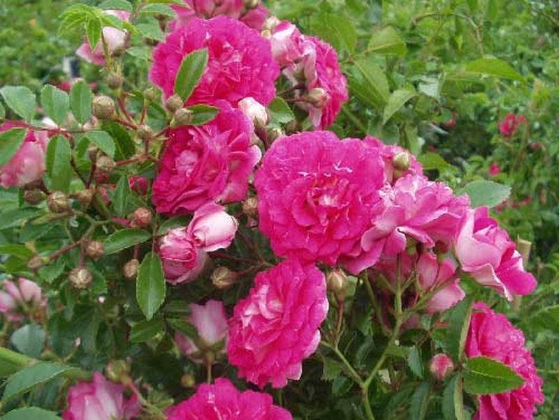 Rosa 'Excelsa' KL - Kletterrose 'Excelsa'