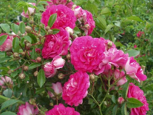 Rosa 'Excelsa' KL - Kletterrose 'Excelsa'