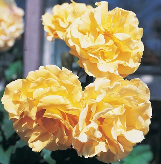 Rosa 'Goldener Olymp' ® KL - Kletterrose 'Goldener Olymp' ®