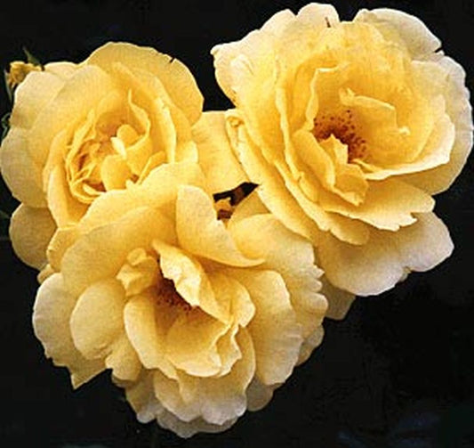 Rosa 'Goldfassade' KL - Kletterrose 'Goldfassade'