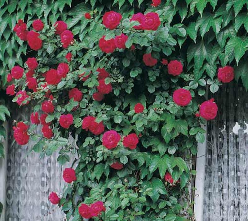 Rosa 'Gruß an Heidelberg' ® KL - Kletterrose 'Gruß an Heidelberg' ®