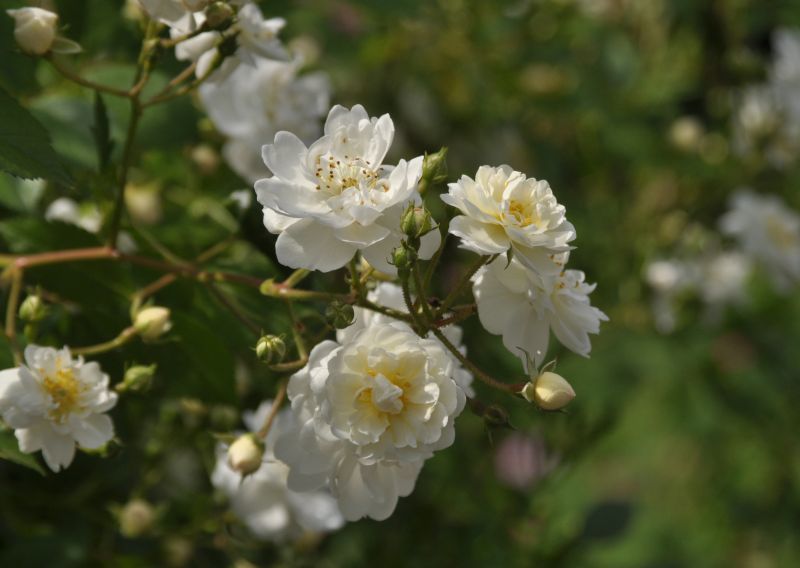 Rosa 'Guirlande d'Amour' ® KL - Kletterrose 'Guirl.d' Amour' ® ADR-Rose