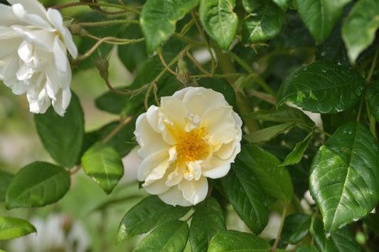 Rosa 'Lykkefund' KL - Kletterrose 'Lykkefund'