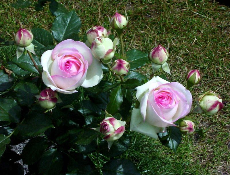 Rosa 'Mini Eden Rose' ® KL - Kletterrose 'Mini Eden Rose' ®