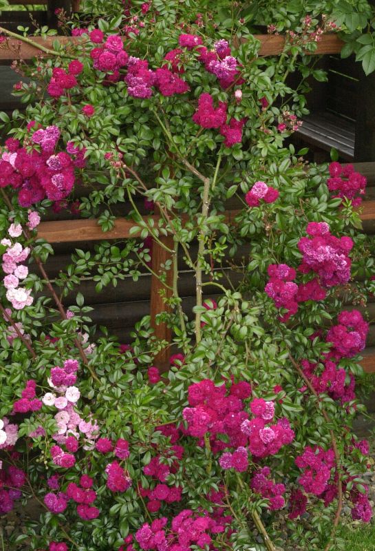 Rosa 'Momo' ® KL - Kletterrose 'Momo' ®