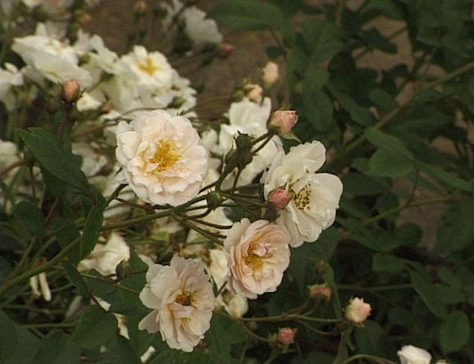 Rosa 'Moonlight' ® KL - Kletterrose 'Moonlight' ®