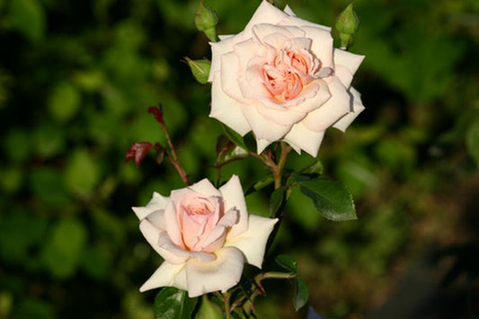 Rosa 'Penny Lane' ® KL - Kletterrose 'Penny Lane' ®