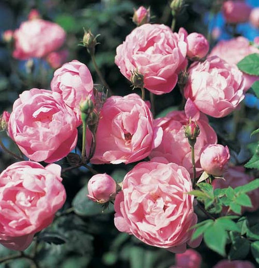 Rosa 'Raubritter' KL - Kletterrose 'Raubritter'