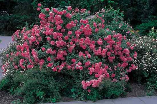Rosa 'Rosarium Uetersen' ® KL - Kletterrose 'Rosarium Uetersen' ®