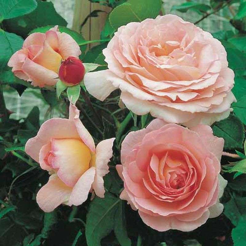 Rosa 'Sorbet' ® KL - Kletterrose 'Sorbet' ®