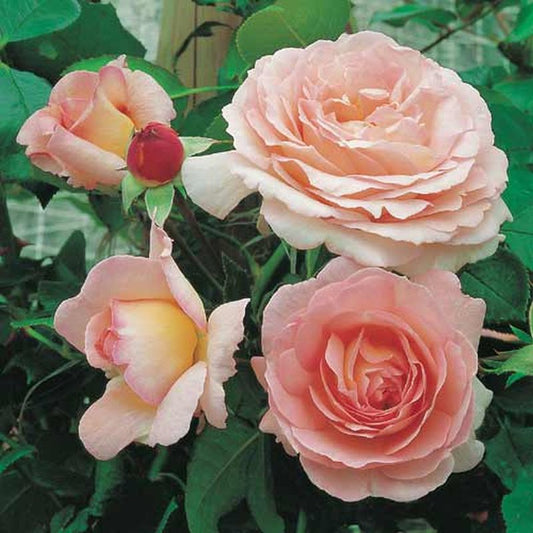 Rosa 'Sorbet' ® KL - Kletterrose 'Sorbet' ®