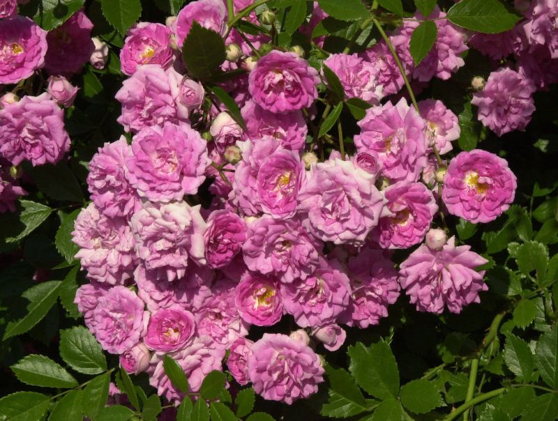 Rosa 'Super Dorothy' ® KL - Kletterrose 'Super Dorothy' ®