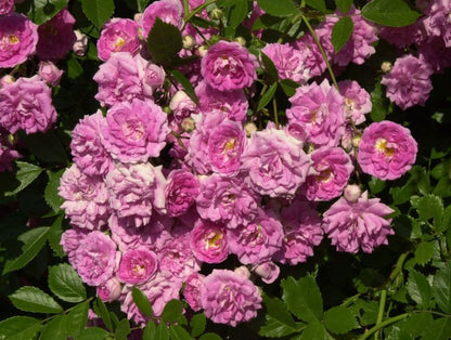 Rosa 'Super Dorothy' ® KL - Kletterrose 'Super Dorothy' ®