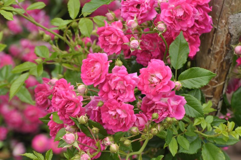 Rosa 'Super Excelsa' ® KL - Kletterrose 'Super Excelsa' ® ADR-Rose