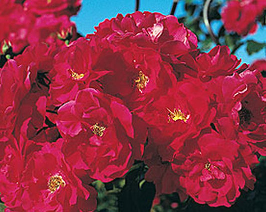 Rosa 'Tradition' ® KL - Kletterrose 'Tradition' ®