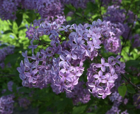 Syringa chinensis 'Saugeana' - Königsflieder