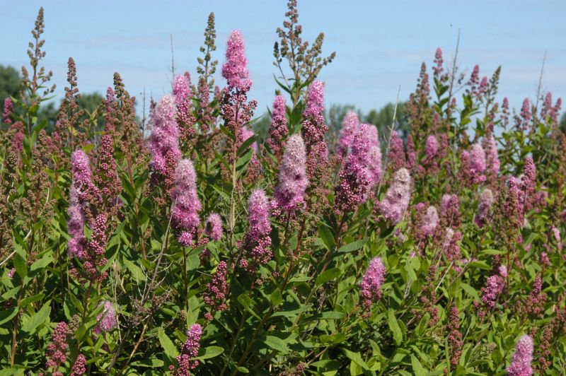 Spiraea billardii 'Triumphans' - Kolbenspiere 'Triumphans'