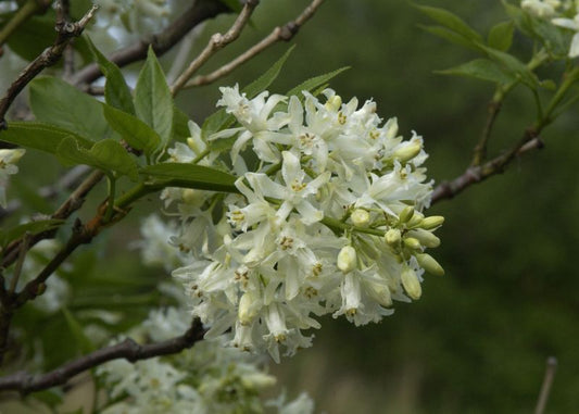 Staphylea colchica - Kolchische Pimpernuss