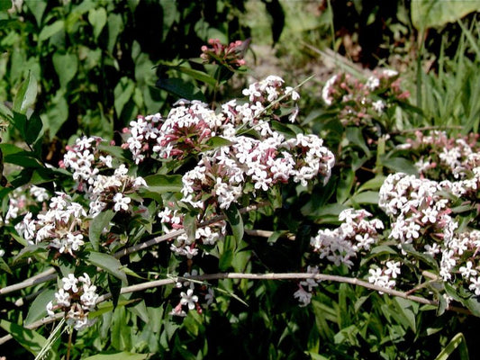 Abelia mosanensis - Koreanische Abelie