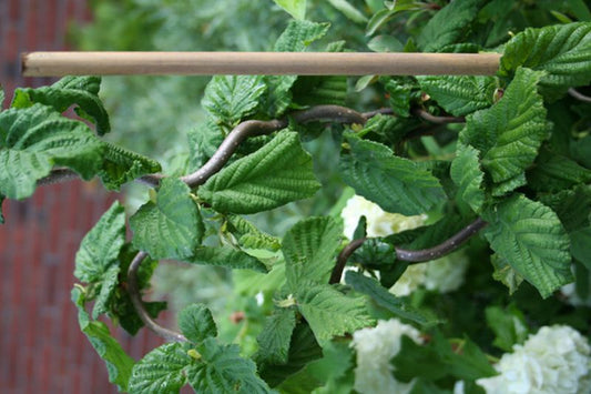 Corylus avellana 'Contorta' - Korkenzieherhasel