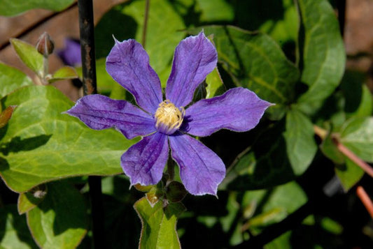Clematis integrifolia 'Arabella' - Krautige Garten-Waldrebe 'Arabella'