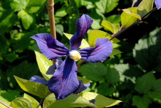Clematis durandii - Krautige Garten-Waldrebe