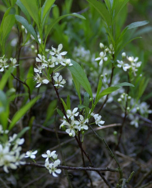 Prunus pumila depressa CAC - Kriechende Sandkirsche