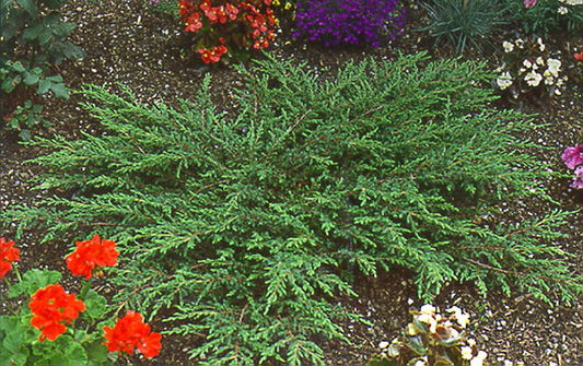 Juniperus com.'Repanda' - Kriechender Wacholder