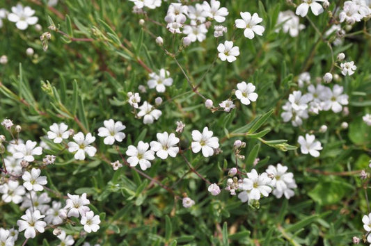 Gypsophila repens - Kriechendes Schleierkraut